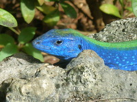 Discover “The Pond” of San Andres, Colombia