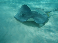 Swim with the Stingrays at Haynes Cay, San Andres